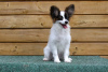 Photo №4. I will sell papillon dog in the city of Minsk. from nursery, breeder - price - 1585$