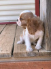 Photo №1. cavalier king charles spaniel - for sale in the city of London | 468$ | Announcement № 30133