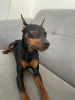 Photo №2 to announcement № 36519 for the sale of miniature pinscher - buy in Georgia private announcement