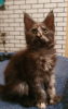 Photo №2 to announcement № 7618 for the sale of maine coon - buy in Russian Federation from nursery, breeder