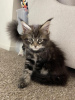 Photo №1. maine coon - for sale in the city of Munich | Is free | Announcement № 95581