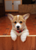 Photo №2 to announcement № 84405 for the sale of welsh corgi - buy in Ukraine breeder