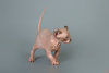 Photo №2 to announcement № 9998 for the sale of sphynx-katze - buy in United States from nursery, breeder