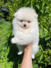 Additional photos: Pomeranian Spitz, not just foxes!