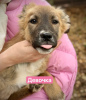 Photo №2 to announcement № 121743 for the sale of non-pedigree dogs - buy in Russian Federation private announcement