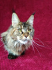 Photo №2 to announcement № 43450 for the sale of maine coon - buy in Russian Federation from nursery
