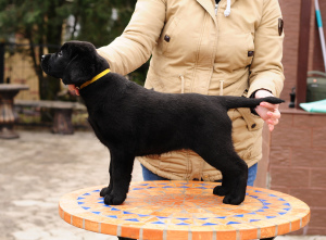 Photo №4. I will sell labrador retriever in the city of Donetsk. private announcement - price - 322$