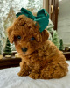 Photo №1. poodle (toy) - for sale in the city of Paris | negotiated | Announcement № 83218