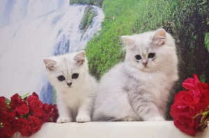 Photo №2 to announcement № 2947 for the sale of scottish straight, scottish fold - buy in Russian Federation private announcement, from nursery, breeder