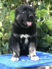 Additional photos: Caucasian Shepherd puppies. KSU.