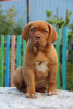 Photo №4. I will sell dogue de bordeaux in the city of Novosibirsk. breeder - price - 813$