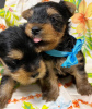 Photo №1. yorkshire terrier - for sale in the city of Munich | 275$ | Announcement № 97275