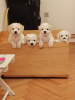 Photo №4. I will sell bichon frise in the city of Москва. private announcement - price - negotiated