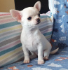 Photo №1. chihuahua - for sale in the city of Paris | negotiated | Announcement № 71018