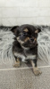 Additional photos: Chihuahua puppies from kennel
