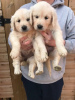 Photo №2 to announcement № 18629 for the sale of golden retriever - buy in Portugal private announcement
