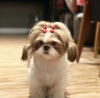 Photo №3. lhasa apso. United States