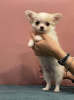 Photo №1. chihuahua - for sale in the city of Minsk | 302$ | Announcement № 76099