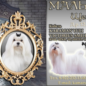 Photo №1. maltese dog - for sale in the city of Chelyabinsk | negotiated | Announcement № 5736