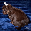 Photo №4. I will sell beaver yorkshire terrier in the city of Chernigov. breeder - price - 55$