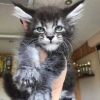 Photo №1. maine coon - for sale in the city of Hartford | 600$ | Announcement № 109895