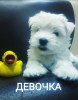 Photo №1. west highland white terrier - for sale in the city of Grodno | 350$ | Announcement № 11896