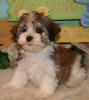 Photo №1. havanese dog - for sale in the city of Nordhausen | 264$ | Announcement № 119051