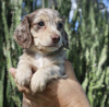 Photo №1. dachshund - for sale in the city of Berlin | 528$ | Announcement № 100622