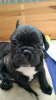 Photo №2 to announcement № 44560 for the sale of french bulldog - buy in Germany private announcement