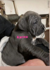 Photo №1. cane corso - for sale in the city of Tecuci | 1585$ | Announcement № 40732