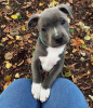 Photo №1. american staffordshire terrier - for sale in the city of Ljubljana | negotiated | Announcement № 117591