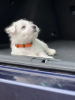 Photo №3. west highland white terrier puppies for sale. Germany