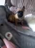 Photo №2 to announcement № 42824 for the sale of french bulldog - buy in Finland private announcement