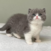 Photo №3. Blue British Shorthair kittens for sale. United States