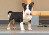 Photo №1. bull terrier - for sale in the city of Гронинген | Is free | Announcement № 123932