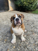 Photo №2 to announcement № 113698 for the sale of english bulldog - buy in Serbia breeder