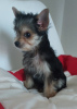 Photo №1. chihuahua - for sale in the city of Minsk | 170$ | Announcement № 116105