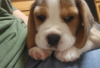 Photo №2 to announcement № 126899 for the sale of beagle - buy in Germany private announcement