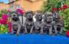 Photo №1. cane corso - for sale in the city of Munich | 317$ | Announcement № 41713