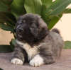 Photo №2 to announcement № 81232 for the sale of caucasian shepherd dog - buy in Serbia 