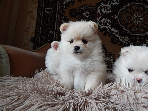 Photo №2 to announcement № 2345 for the sale of pomeranian - buy in Belarus private announcement