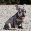 Photo №3. French Bulldog puppies for sale. Germany