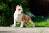 Additional photos: Puppy staffordshire terrier