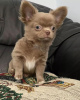 Photo №2 to announcement № 56185 for the sale of chihuahua - buy in United States breeder