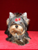Photo №1. yorkshire terrier - for sale in the city of Москва | 807$ | Announcement № 9381