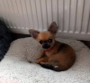 Photo №2 to announcement № 50445 for the sale of chihuahua - buy in Venezuela private announcement