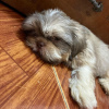 Additional photos: Shih Tzu puppy ready for adoption