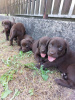 Additional photos: Labrador Retriever, chocolate brown litter