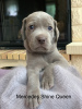 Photo №1. weimaraner - for sale in the city of Москва | 682$ | Announcement № 11150