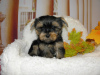Photo №4. I will sell yorkshire terrier in the city of Москва. private announcement, breeder - price - 230$